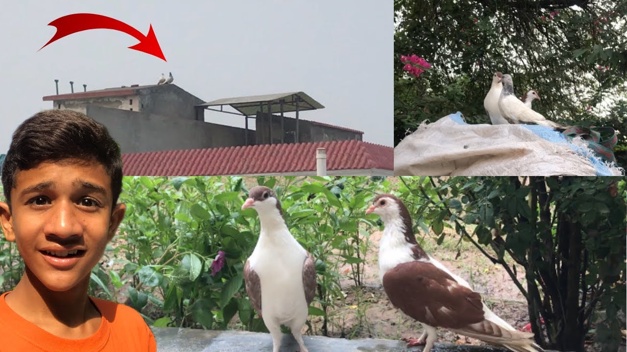 My pigeon 🤣🤣 /Mr gogo vlogs