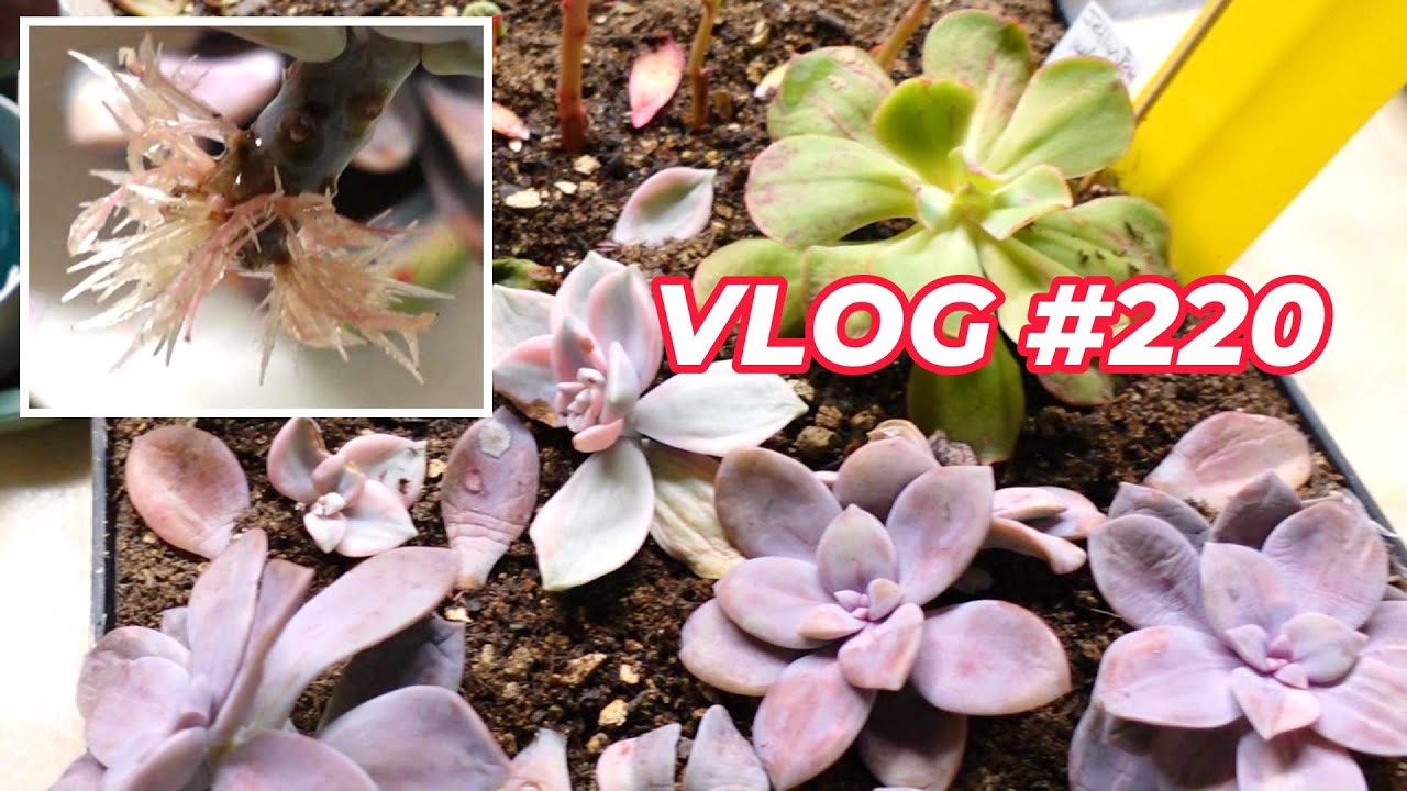 How Soon These Succulent Leaves & Cuttings Take Root | VLOG #220 - Growing Succulents with LizK