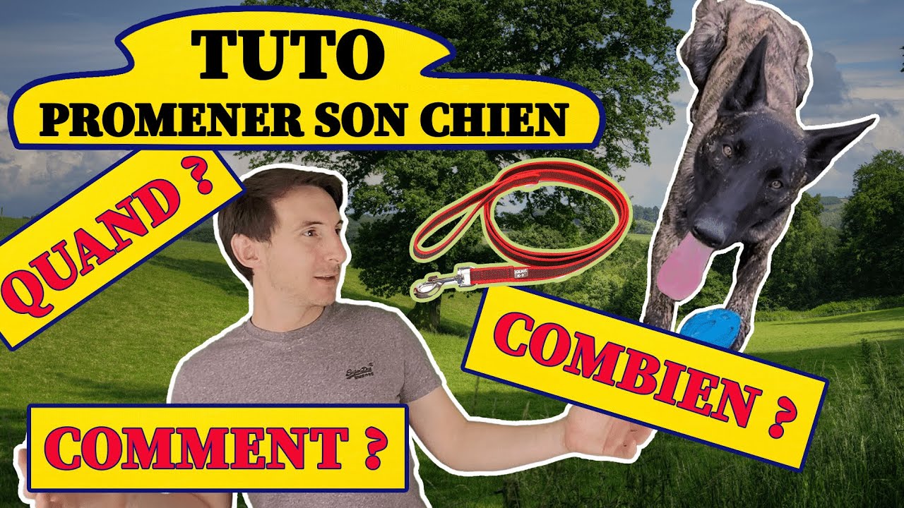 Comment bien promener son chien ?