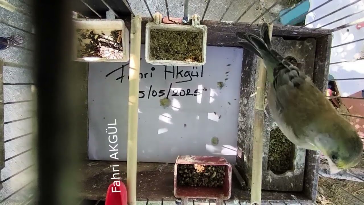 Fahri AKGÜL - Flurya Huylandırma 223