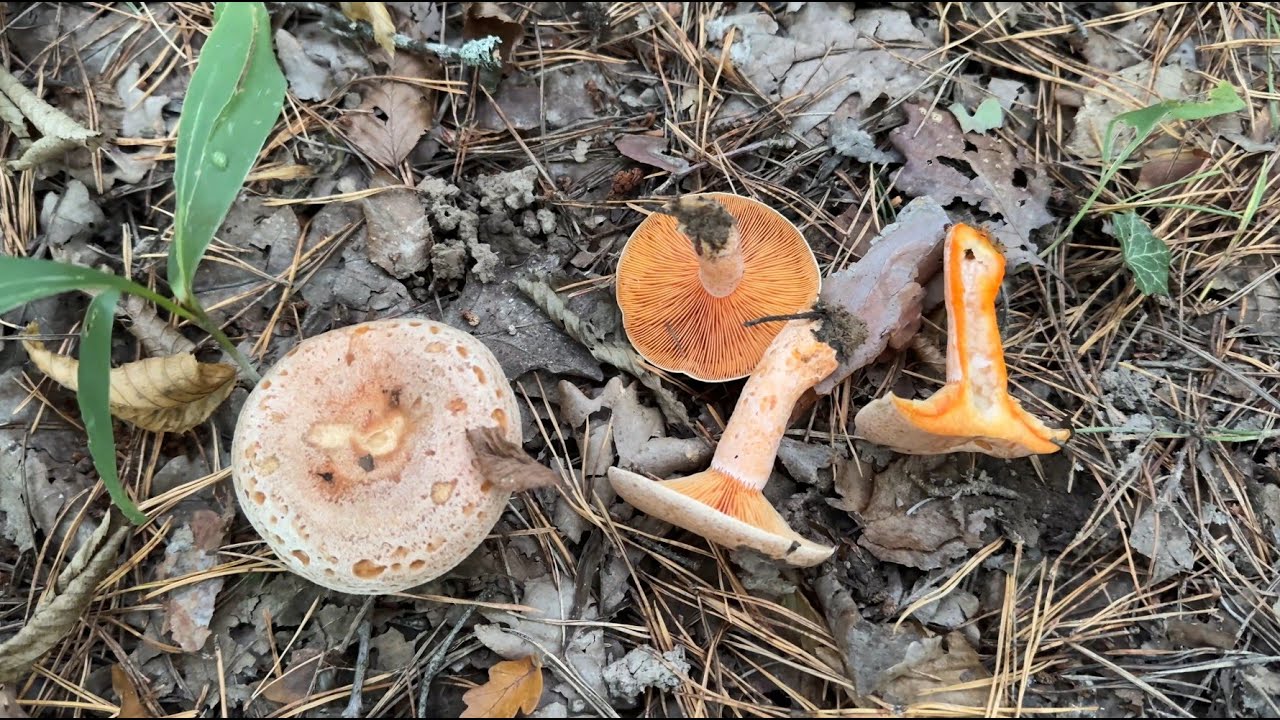 Lactarius quieticolor, September 20, 2025