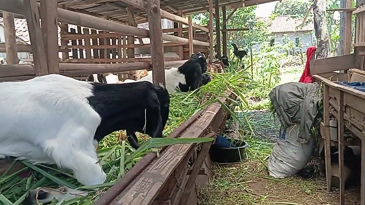 MASIH SEPERTI BIASA KAMBING JAWA RANDU MAKAN RUMPUT LIAR