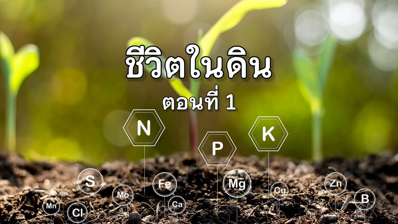 สารคดีญี่ปุ่น #ชีวิตในดิน ตอนที่ 1