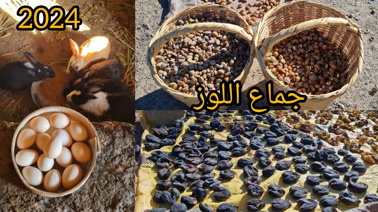 جماع اللوز البلدي من السطح والأجواء البادية رائعة أيت وياغر..نواحي الحسيمة