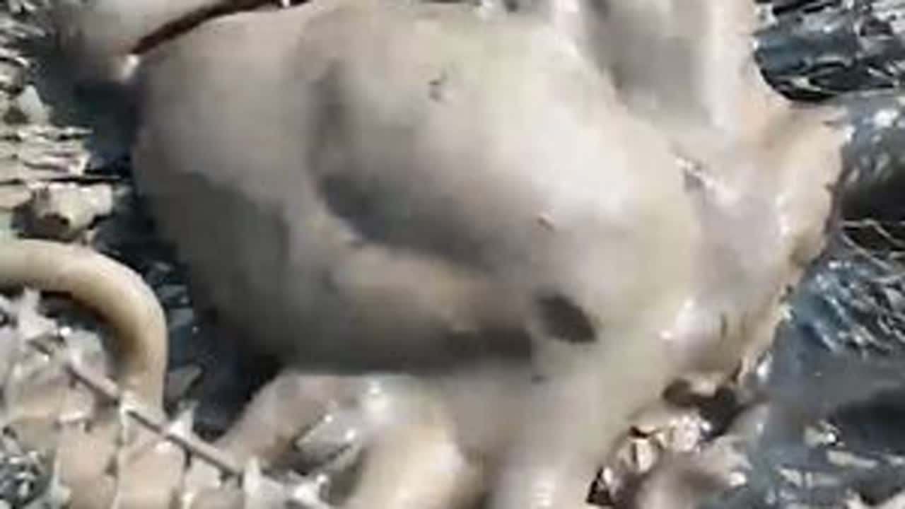 泥地的跳跳鱼洞挺多，螺筐里还躲着肥章鱼，抓到大的拿回去卖了吧 #我的乡村生活 #章鱼 #螺 #海鲜 #泥滩