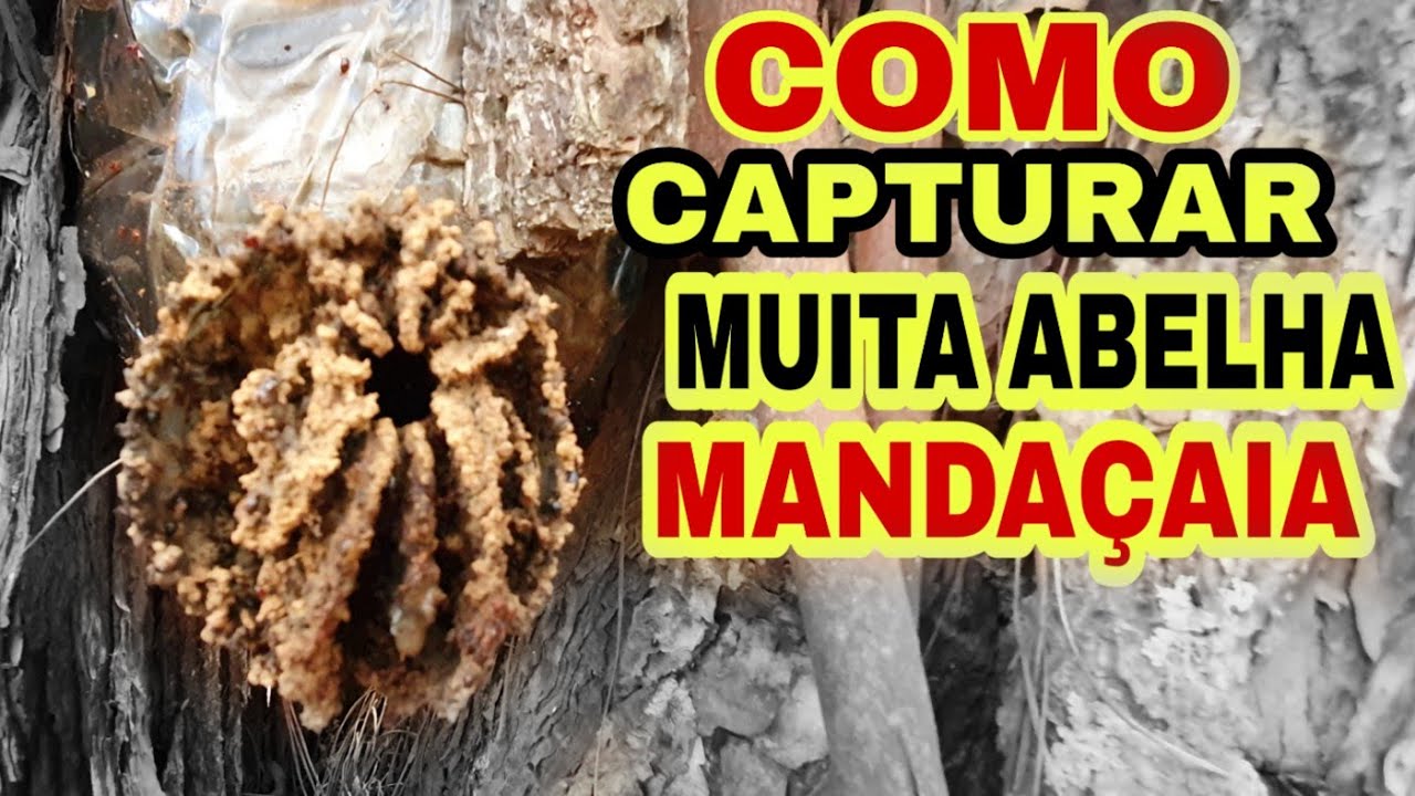 NÃO TENTE CAPTURAR ABELHA MANDAÇAIA (sem antes vê esse VÍDEO)