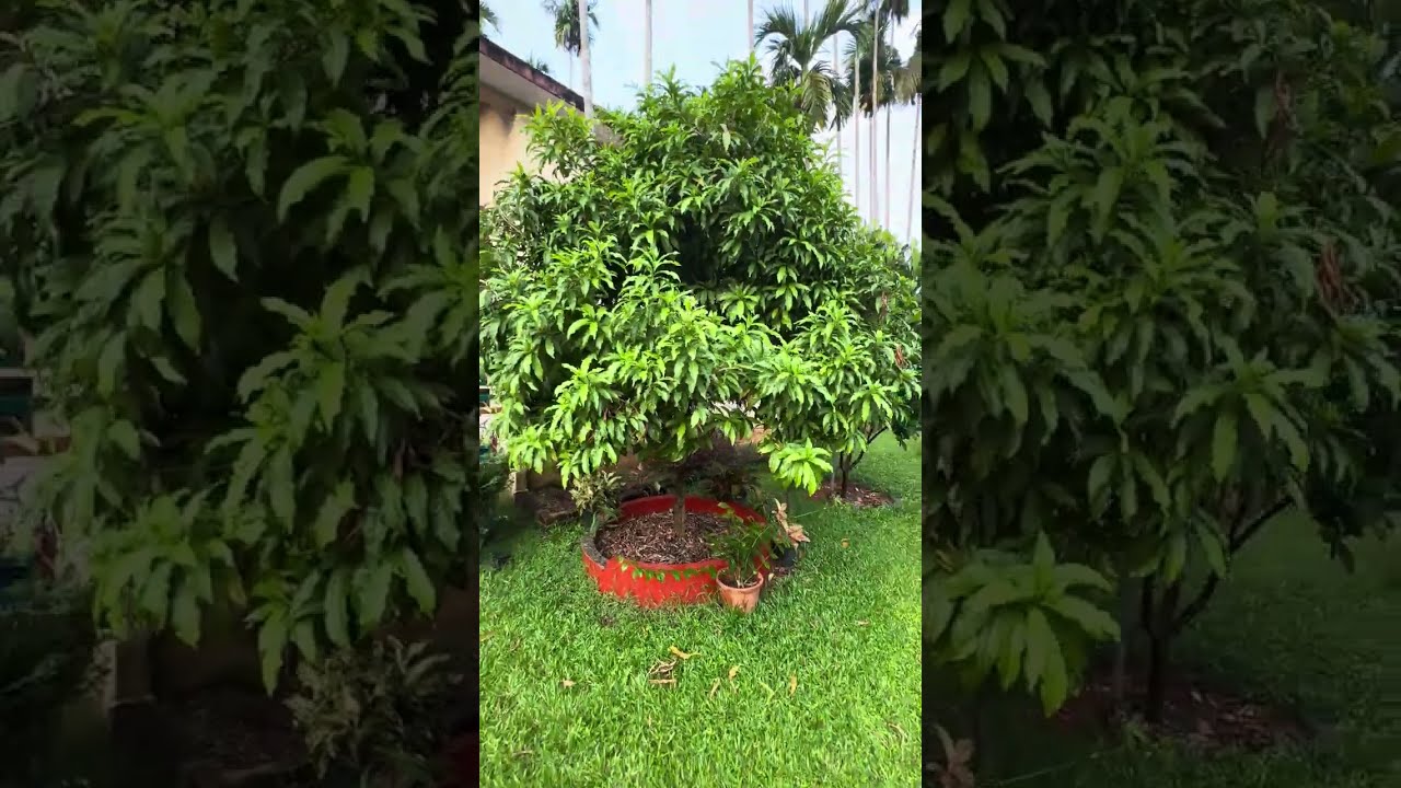 Our Home Garden