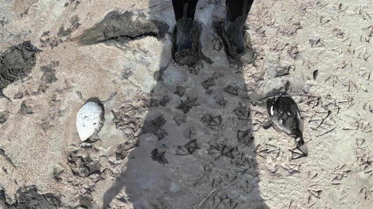 Utah officials estimate 50K+ birds have died at Great Salt Lake from avian flu