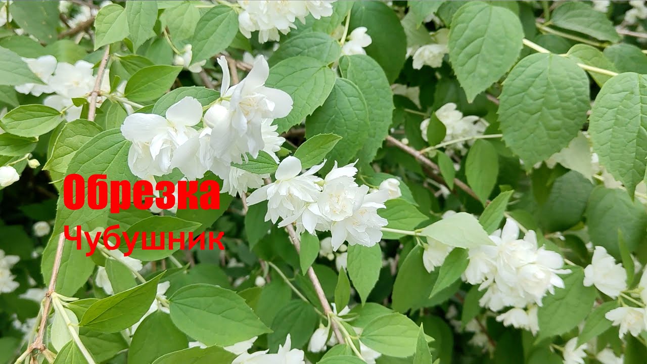 Обрезка чубушника после цветения