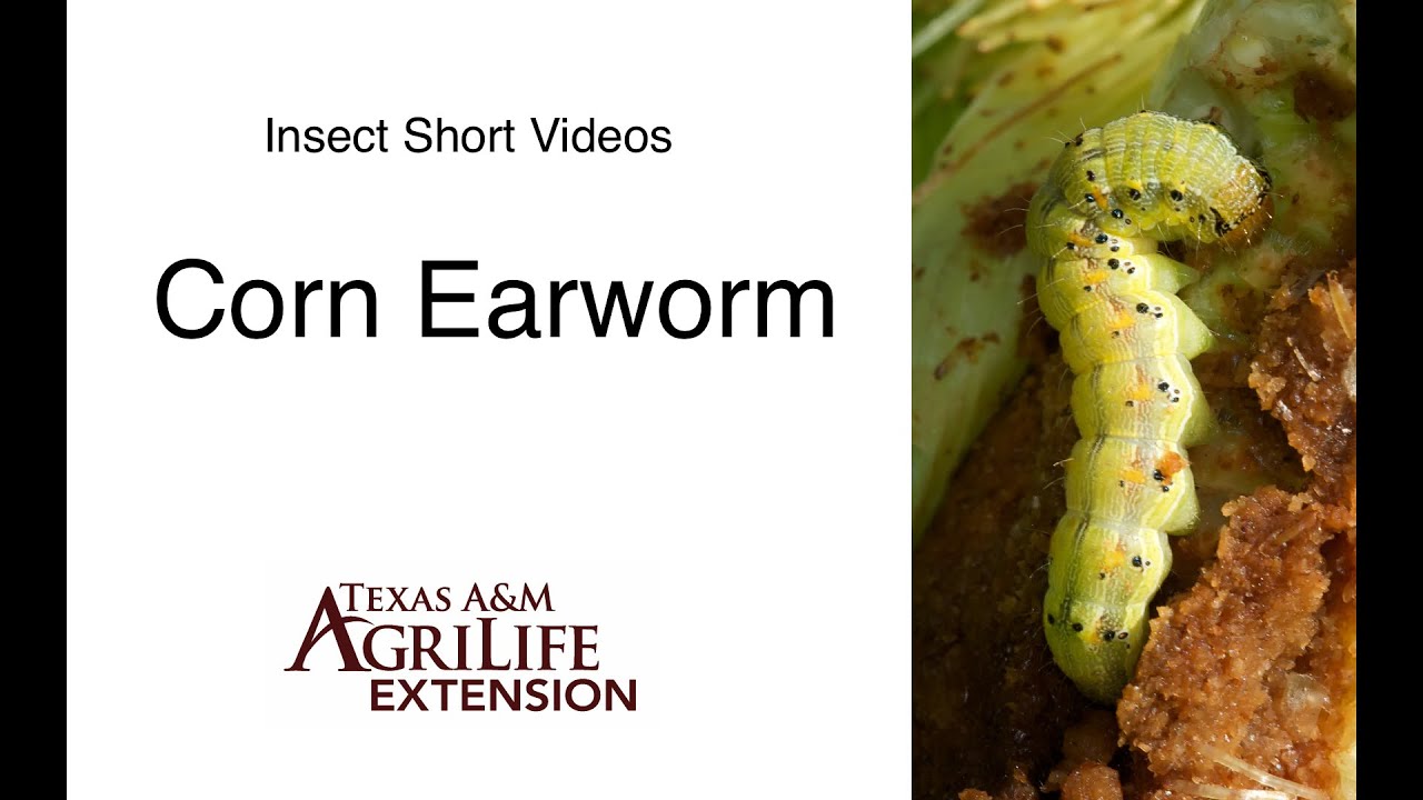 Corn Earworm (2:17)