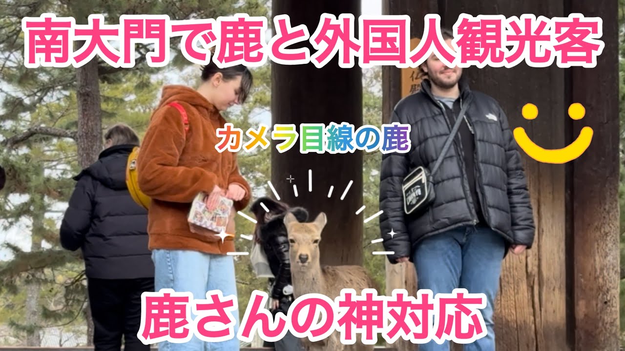 南大門で鹿と外国人観光客🫎鹿さんの神対応🤭NARA  PARK
