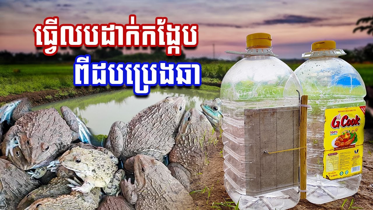 វិធីធ្វើលបដាក់កង្កែបដោយប្រើដបប្រេងឆា | How To Make Frog Trap With Plastic Bottle