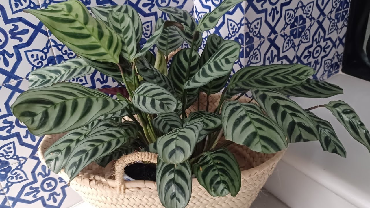 Calathea ctenanthe Burle Marxii - Las plantas de Teresa