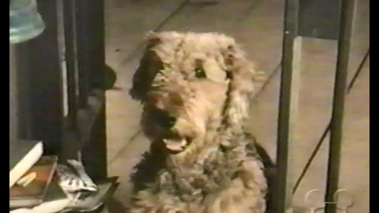 Disney's "The Golden Dog" Season 23 Ep 9