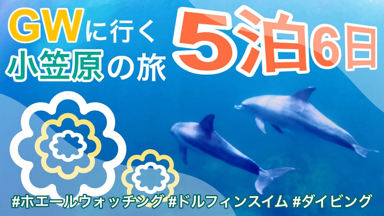 GWに行く小笠原5泊6日の旅‼️#父島 #船旅 #ホエールウォッチング #ドルフィンスイム # ダイビング