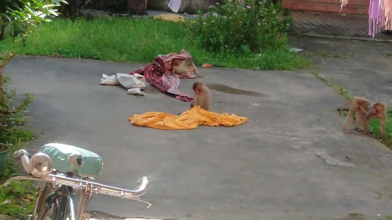 Monkey wearing clothes by their own