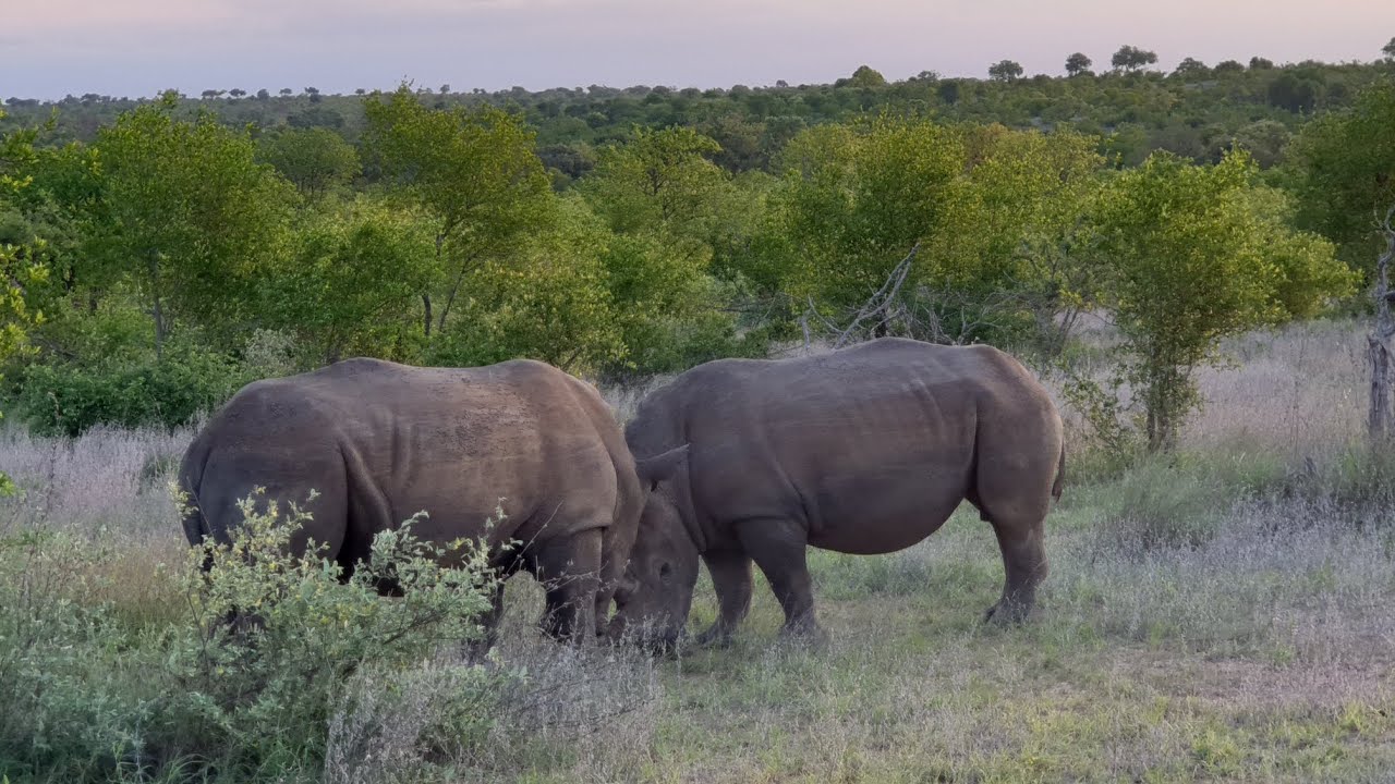 Rhino with calf ✨️ #rhinos  #protectourwildlife