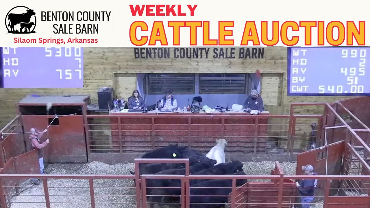Northwest Arkansas Sale Ring LIVE | Benton County Sale Barn Cattle Auction | Feb 19, 2026