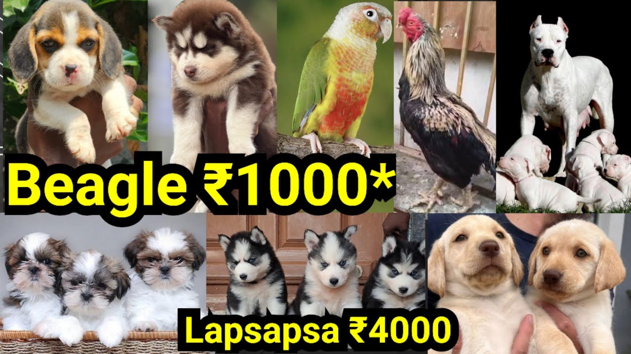 🔥Beagle ₹1000*❤Lapsapsa ₹4000🥰Husky 🥰Dogo❤Aseel❤Pets sale low price in Kerala|Malayalam|D4 Dreams❤KL