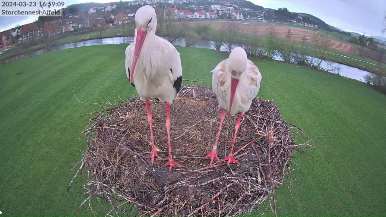 Storchennest Alfeld (Leine) - Der Tag der ersten Eiablage - 23.03.2024