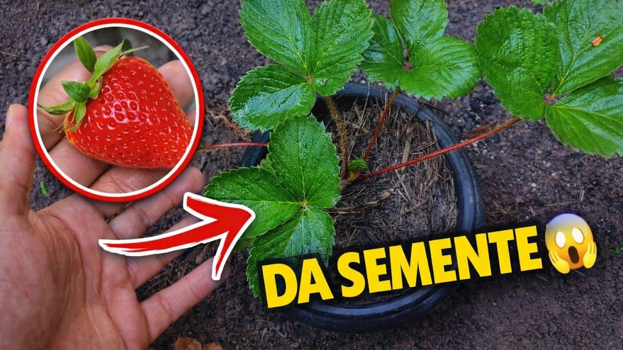Pouca Gente Sabe, Mas PLANTAR MORANGO em Casa FUNCIONA! (Jeito Fácil)
