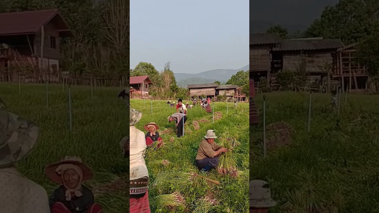 life in rural Thailand