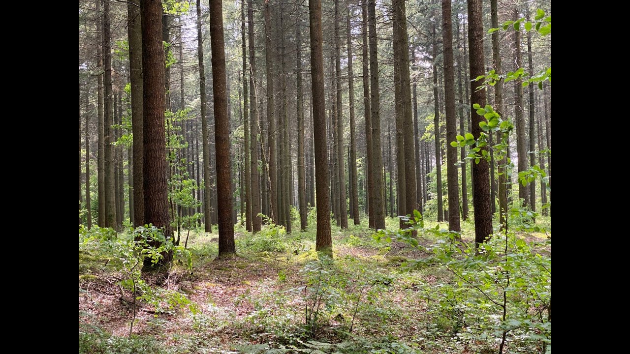 485 LE SAUT DU CERF