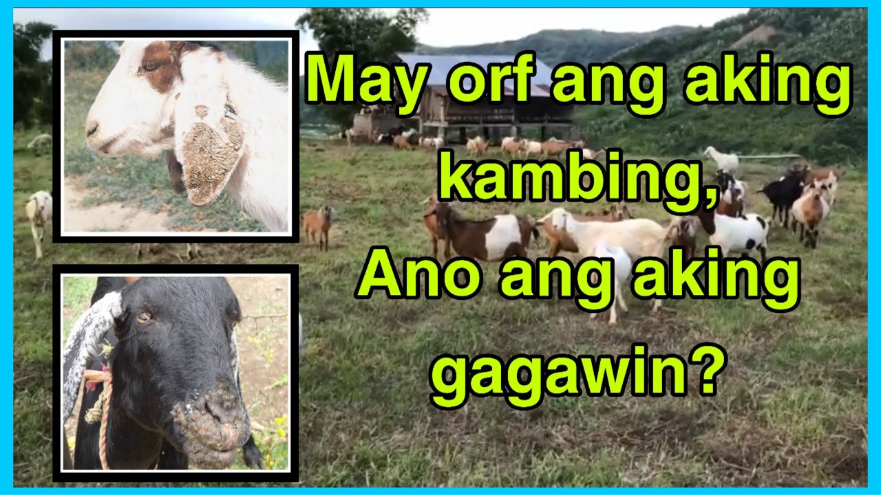 How to cure goat’s orf l Goat Farming Part 16