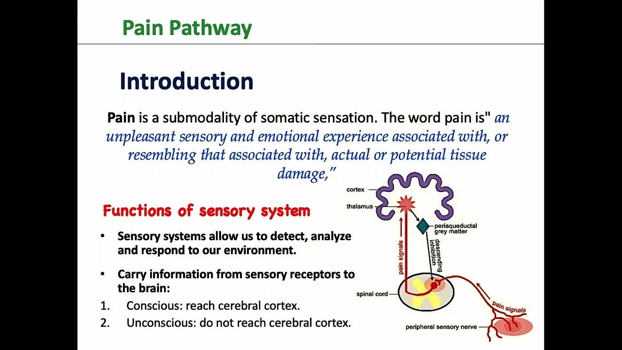 Pain pathway & Related Dysfunctions, Prof. Ali Eissa