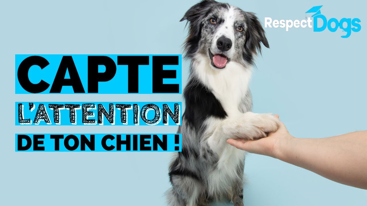 Comment avoir un CHIEN plus ATTENTIF ? - Astuces !