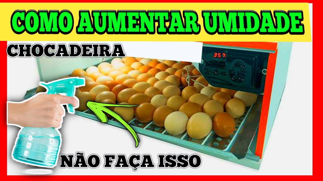Como aumentar umidade da chocadeira|| Como aumentar umidade da chocadeira de isopor
