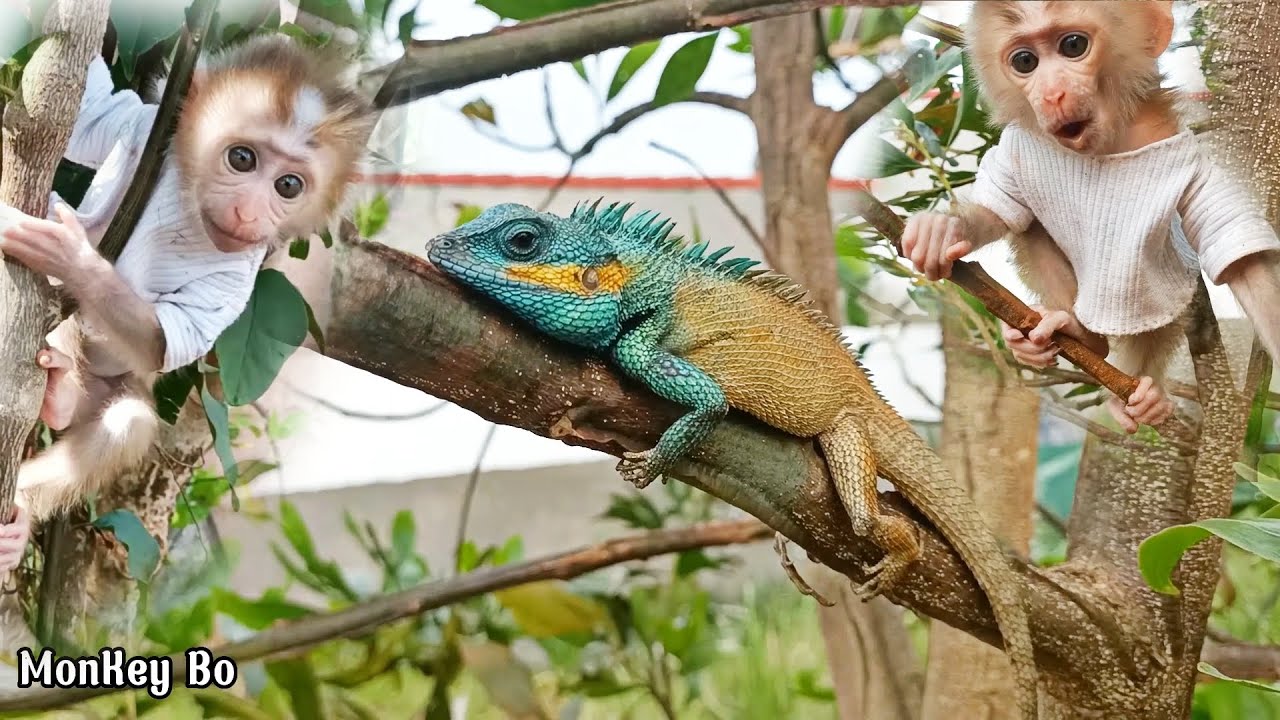Baby monkey playing climbing tree suddenly meets a salamander#monkeys