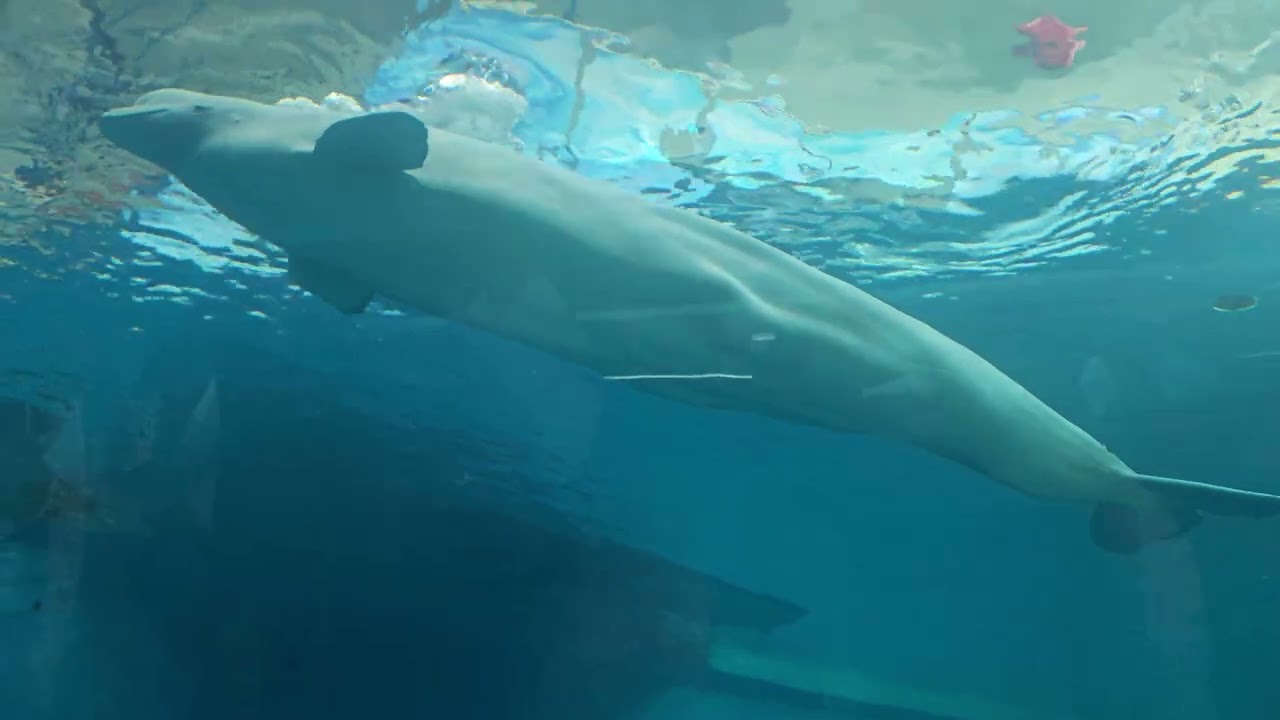 屏東 海生館 白鯨 轉圈圈