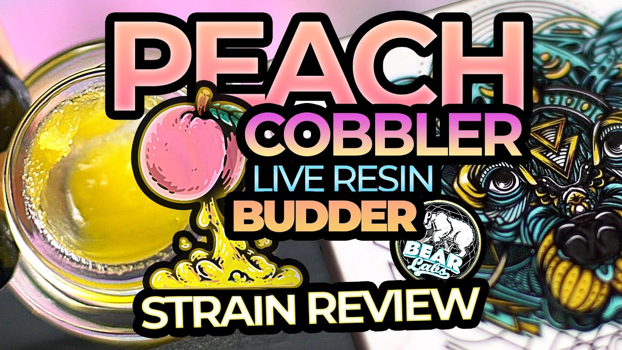 Taste like Juicy Peaches 🍑 Peach Cobbler Live Resin Budder Bear Labs Review