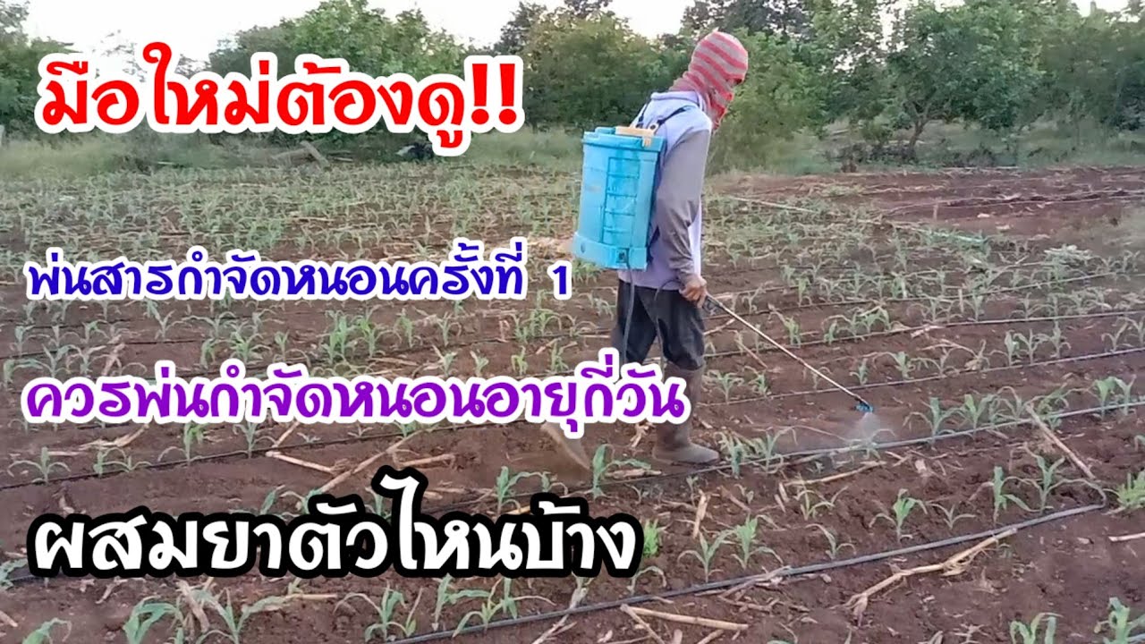 แปลงทดลอง ep 3 พ่นสารกำจัดหนอนในไร่ข้าวโพดครั้งที่ 1 พ่นสารตัวนี้กำจัดหนอนได้ดีมากๆ รายละเอียดในคลิป