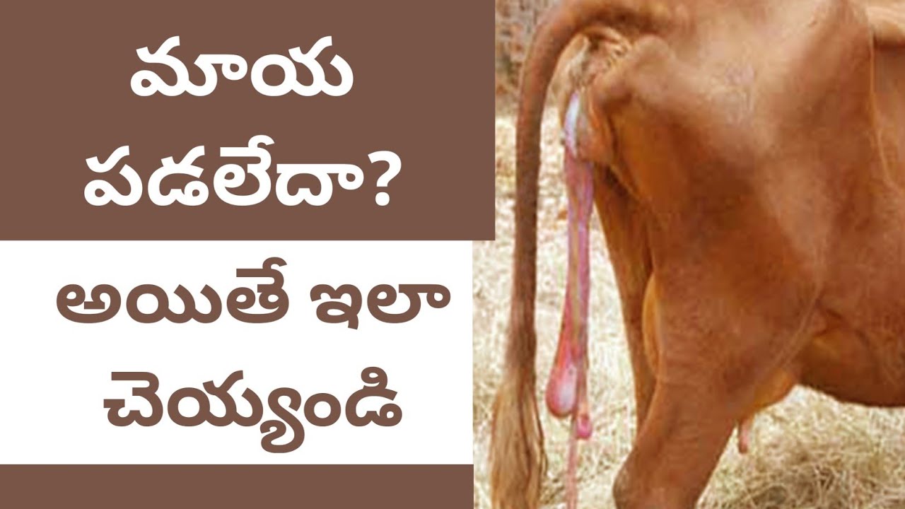 treatment of Retention of placenta in cows and buffaloes మాయ పడకపోవడం అయితే తీసుకోవలసిన జాగ్రత్తలు