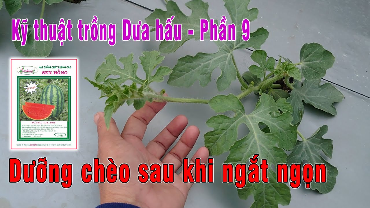 Phần 9 - Dưỡng chèo sau khi ngắt ngọn trên cây dưa hấu | Dưa hấu Sen Hồng SH68
