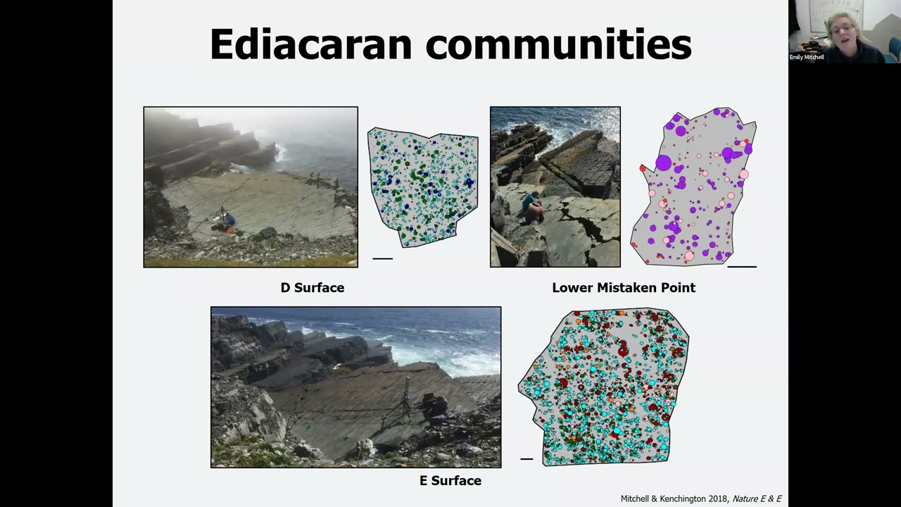 Using ecology to unlock the secrets of Ediacaran evolution  - Emily Mitchell