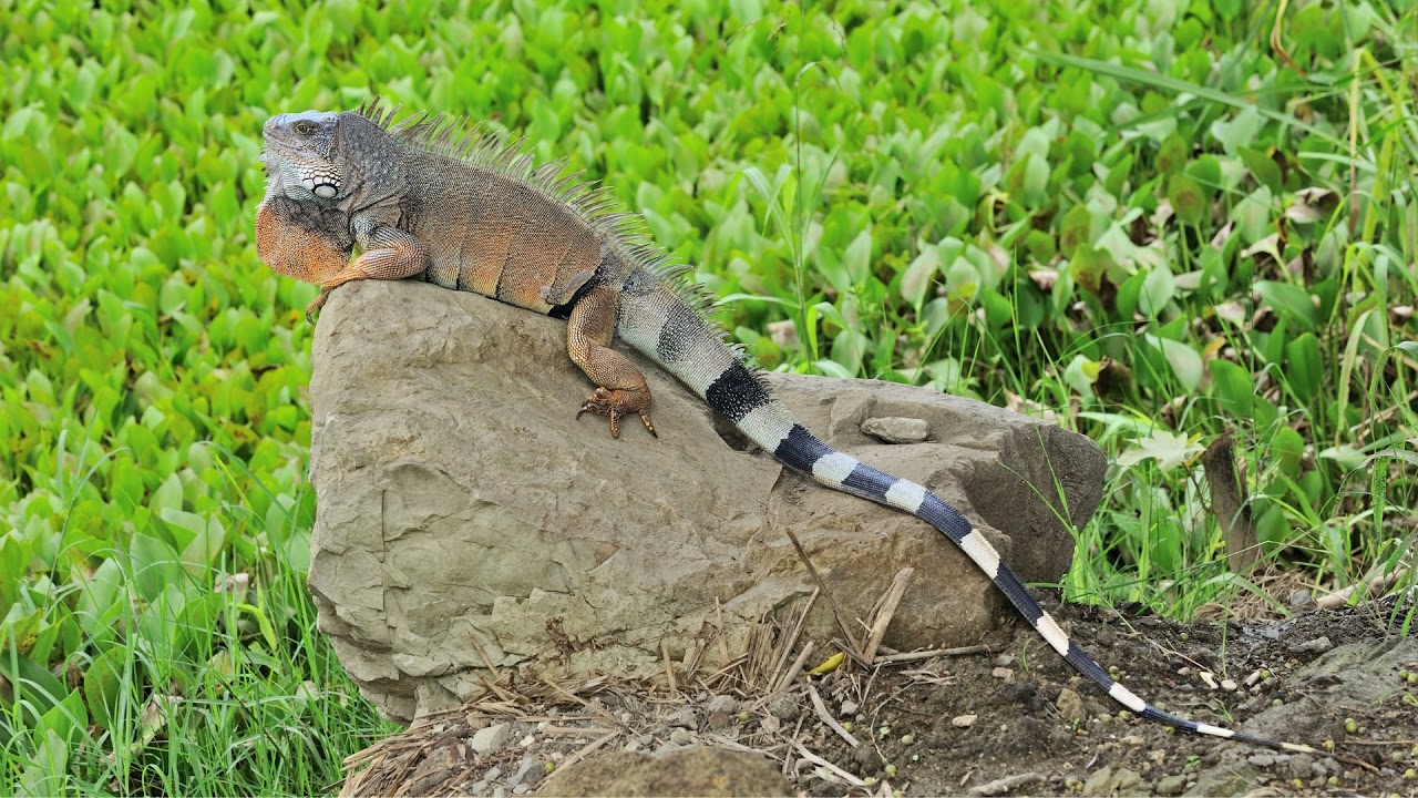 Iguana
