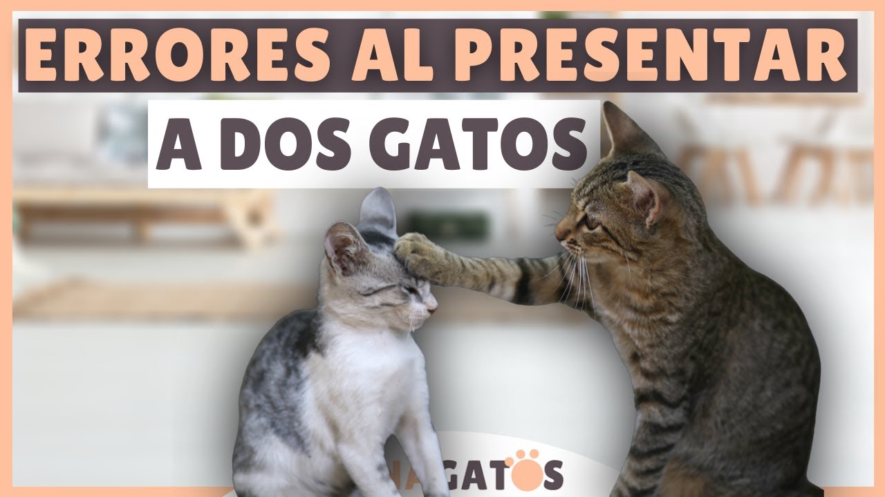 6 ERRORES a la hora de PRESENTAR A DOS GATOS