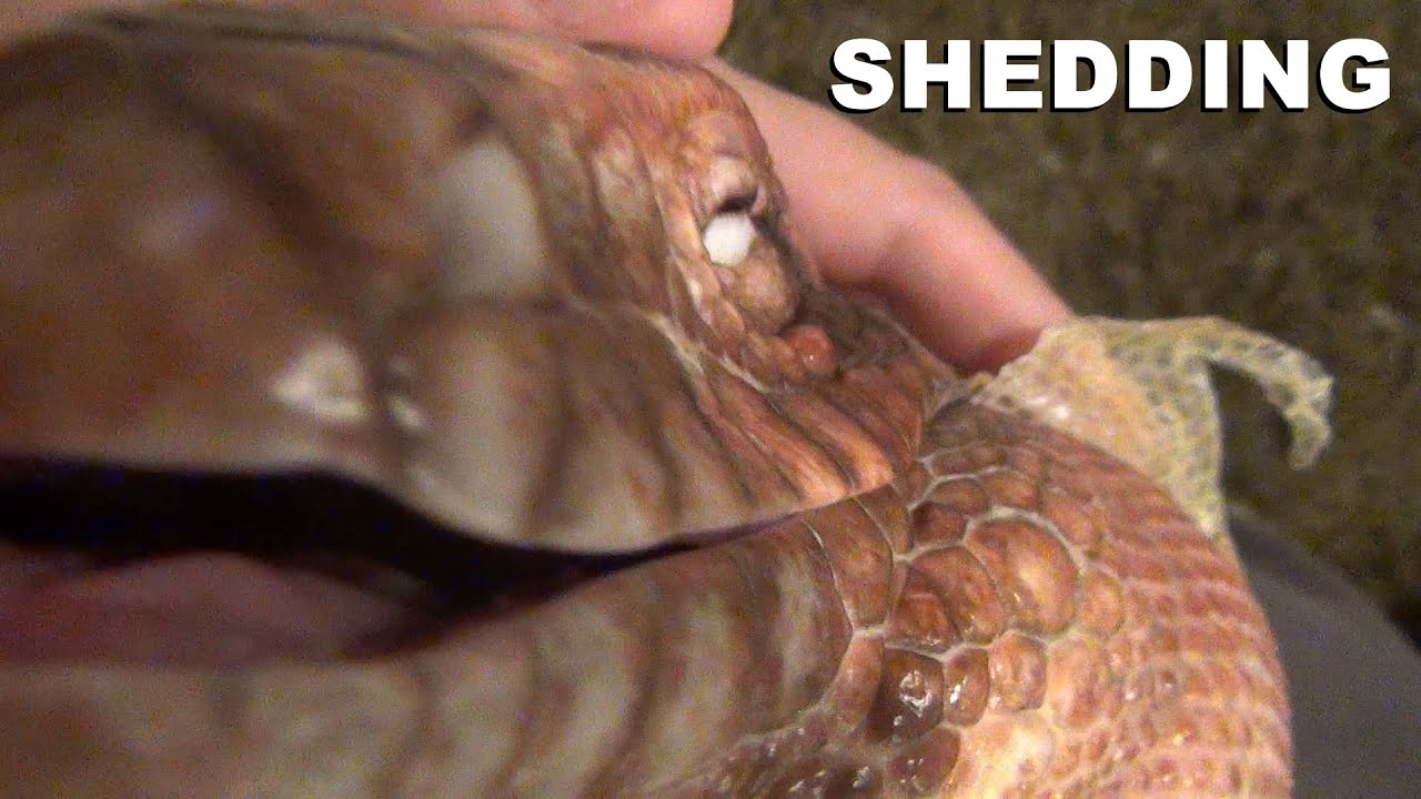 ☜ Argentine Red Tegu Shedding