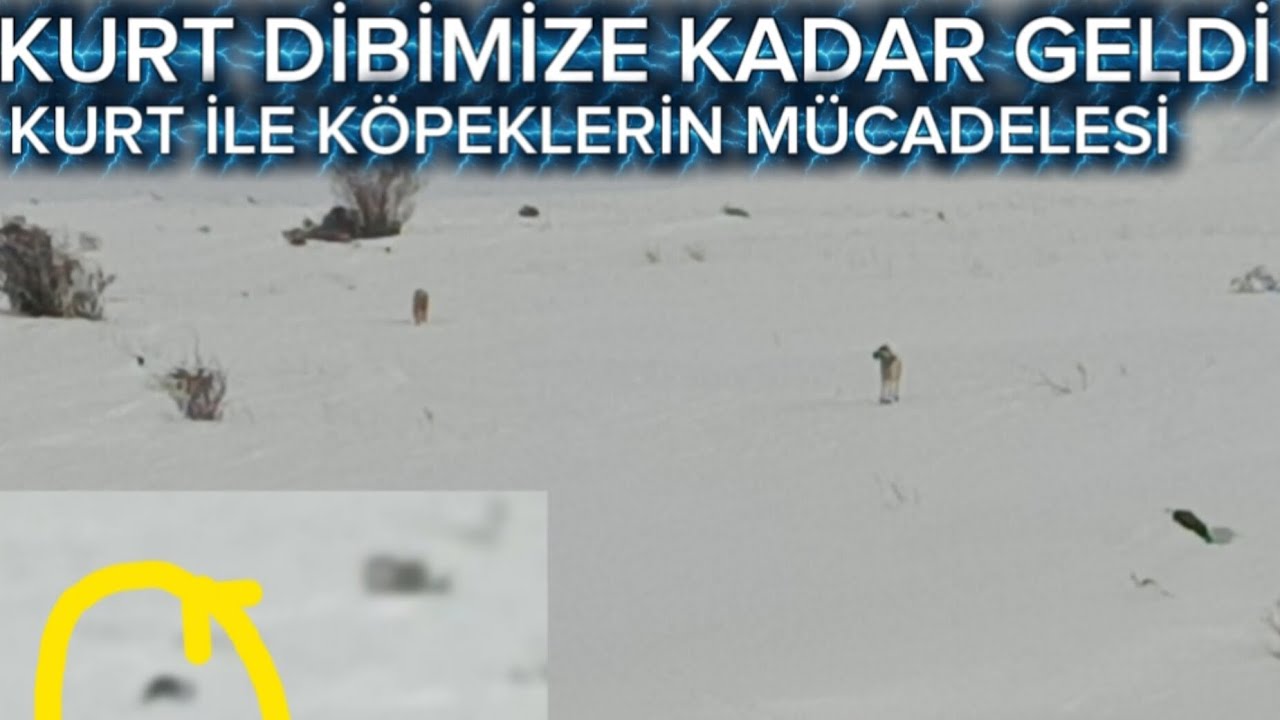 KURT İLE KÖPEKLER ARASINDAKİ NEFES KESEN MÜCADELE~KURT DİBİMİZE KADAR GELDİ...#kangal#wolf#akkaraman