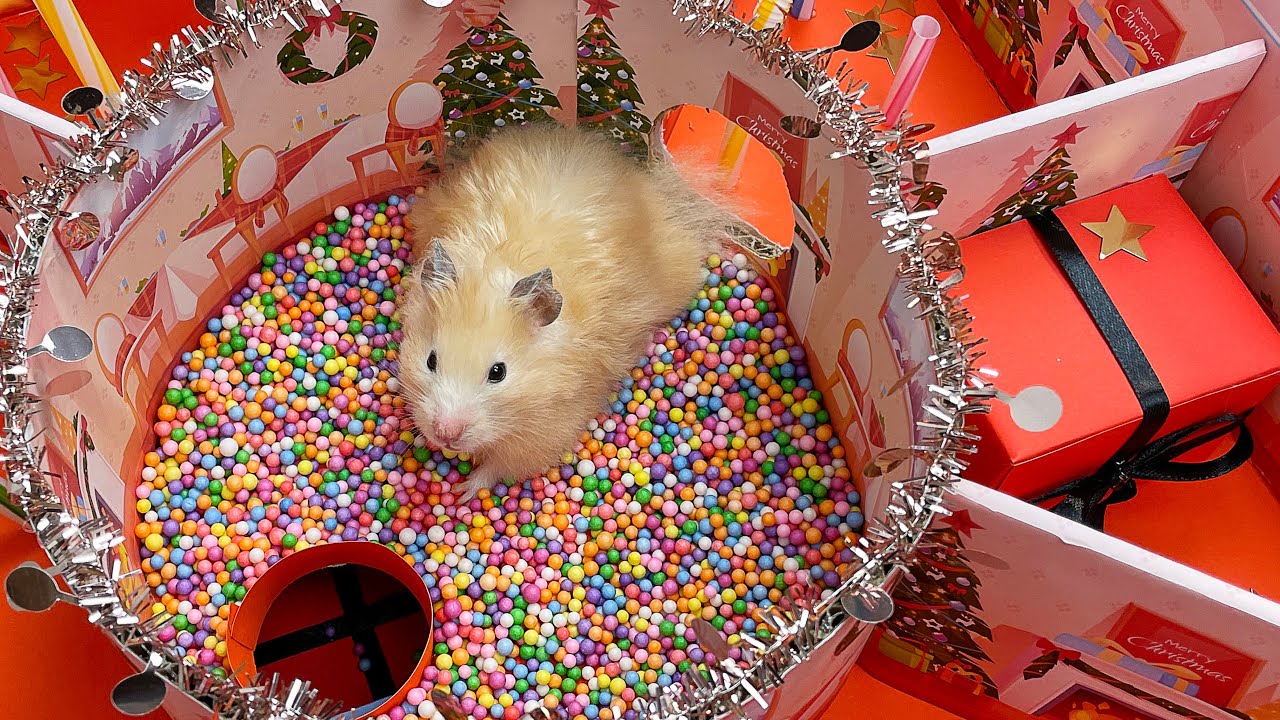 Christmas Maze Tree for Funny Hamster 🎄 New Year Maze DIY