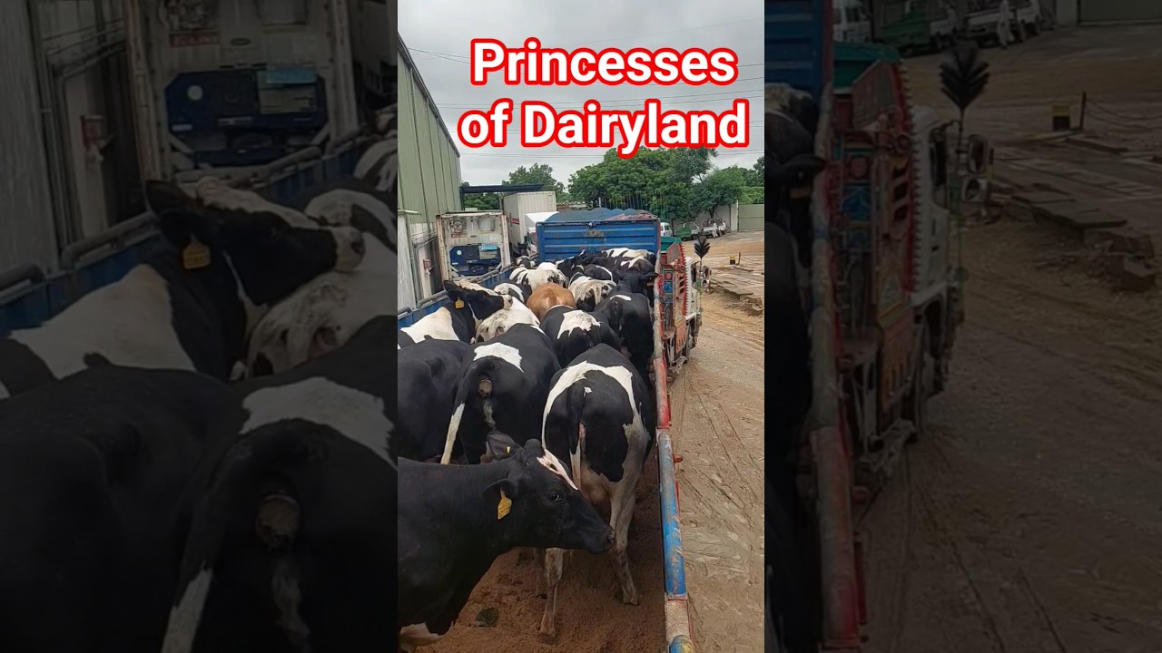 Princesses of Dairyland
