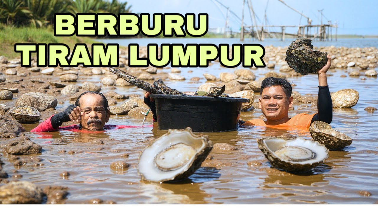 Panen Ribuan Tiram Lumpur dari Dasar Muara Sungai