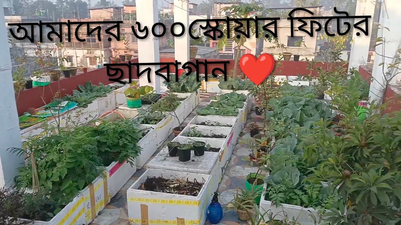 আমাদের ৬০০ স্কোয়ার ফিটের ছাদবাগান❤️our 600 sq ft terrace Garden 🏡#terracegarden #ছাদবাগান #ছাদ_কৃষি