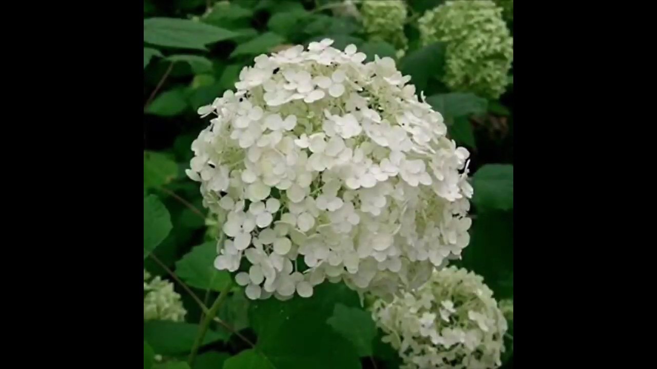 Hydrangeas (Hortensias) project with TopDrip in Colombia