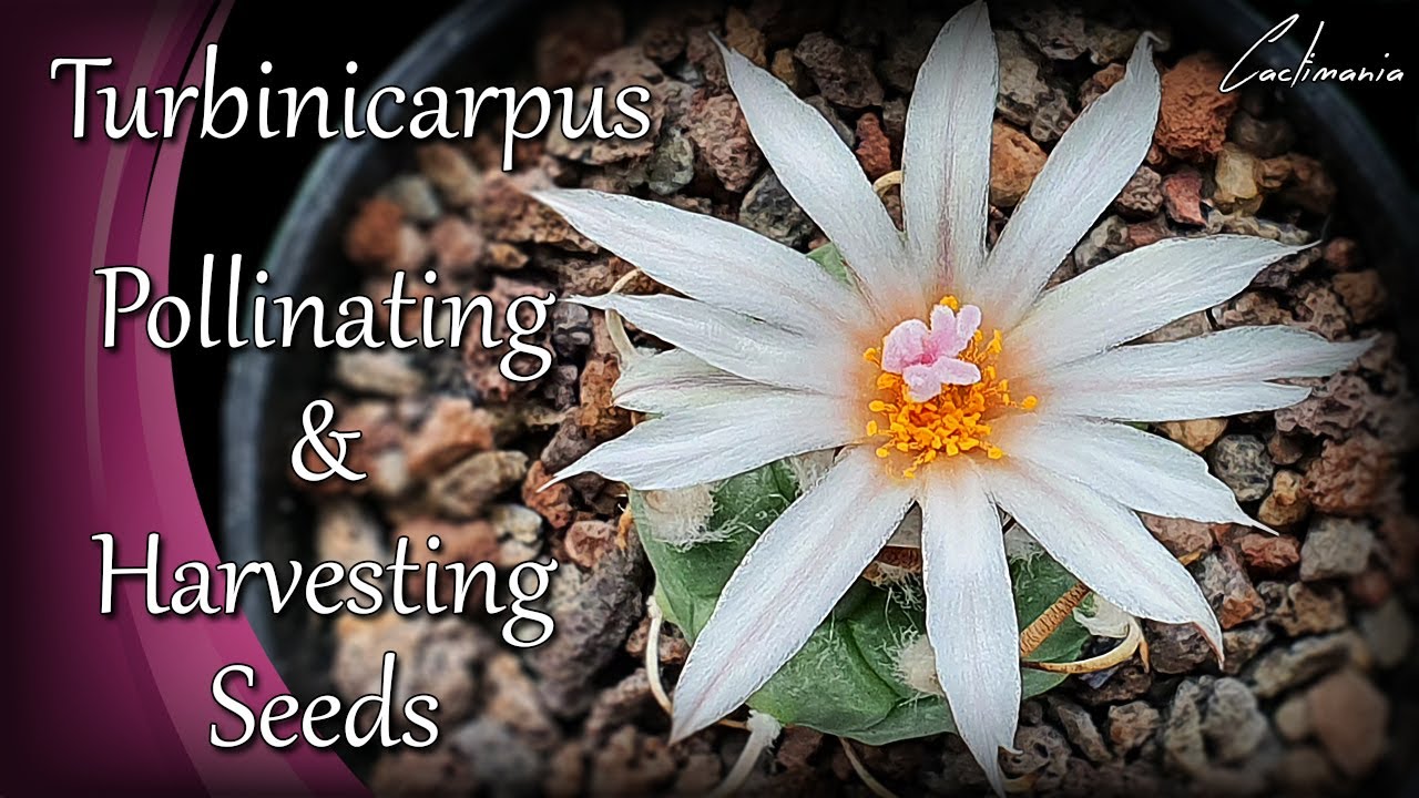 Turbinicarpus | Pollinating & Harvesting Seeds | Cactus & Succulents