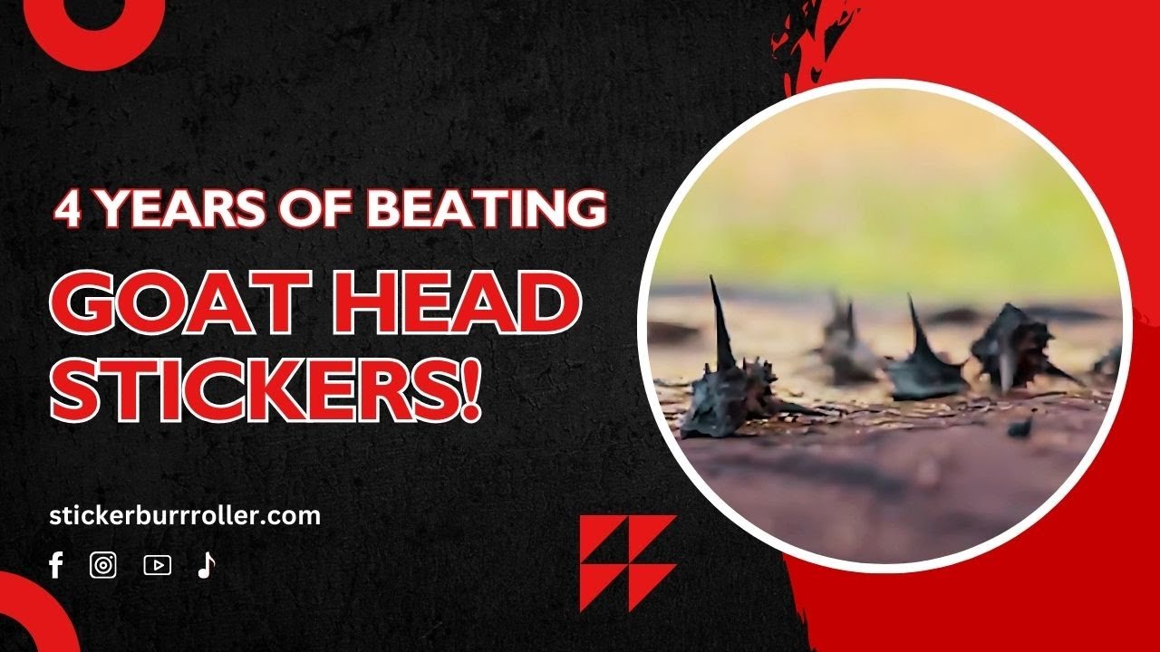 The Sticker Burr Roller Journey – 4 Years of Tackling Goat Head Stickers!