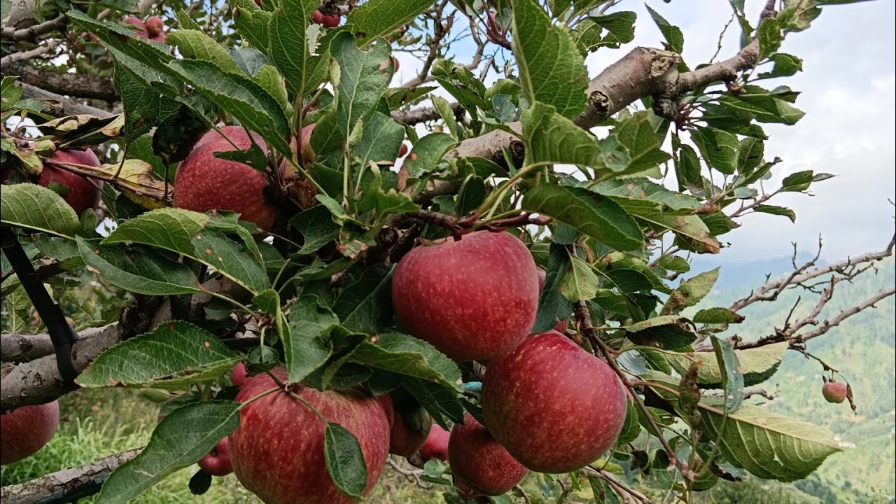 ||Apple season 🍎2024|| apple season in Kotkhai||